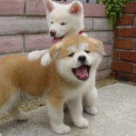 Cayz3r y AdysS - Akita-Inu Hatchy Mâle (4 mois)