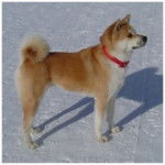 Moka - Akita-Inu Hatchy Mâle (4 ans)