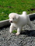 Neve - Akita-Inu Hatchy (5 mois)