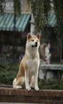 hatchi - Akita-Inu Hatchy Mâle (1 mois)