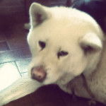 vanille - Akita-Inu Hatchy (10 ans)