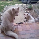 vanille et hatchi - Akita-Inu Hatchy