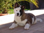 Looping - Akita-Inu Hatchy (4 ans)
