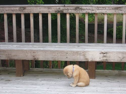 Sayury - Akita-Inu Hatchy (8 mois)