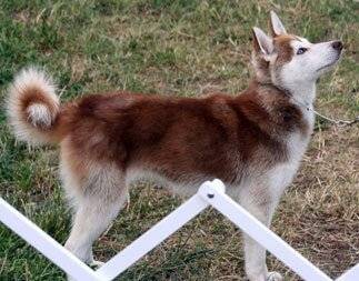 Lisa Johns - Akita-Inu Hatchy (2 ans)