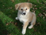Hattchy - Akita-Inu Hatchy Mâle (7 mois)