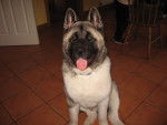 rocky - Akita-Inu Hatchy Mâle (1 an)