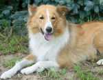 Photo Old Time Scotch Collie