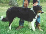 Photo Old Time Scotch Collie