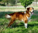 Photo Old Time Scotch Collie