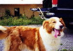 Photo Old Time Scotch Collie