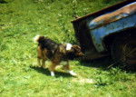 Photo Old Time Scotch Collie