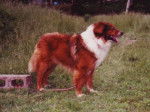 Photo Old Time Scotch Collie
