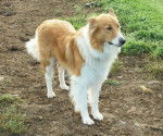 Photo Old Time Scotch Collie