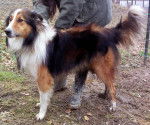 Photo Old Time Scotch Collie