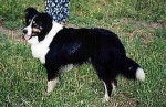 Photo Old Time Scotch Collie