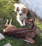 Photo Old Time Scotch Collie