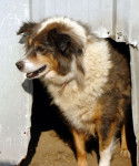 Photo Old Time Scotch Collie