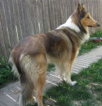 Photo Old Time Scotch Collie