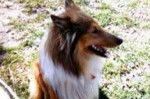 Photo Old Time Scotch Collie
