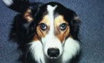 Photo Old Time Scotch Collie