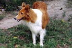 Photo Old Time Scotch Collie