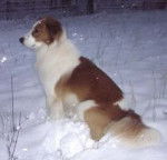 Photo Old Time Scotch Collie