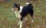 Photo Old Time Scotch Collie