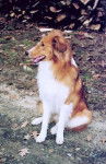 Photo Old Time Scotch Collie