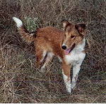 Photo Old Time Scotch Collie
