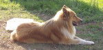 Photo Old Time Scotch Collie
