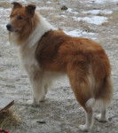 Photo Old Time Scotch Collie