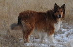 Photo Old Time Scotch Collie