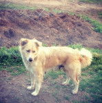 Photo Old Time Scotch Collie