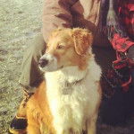 Photo Old Time Scotch Collie