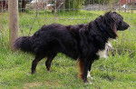 Photo Old Time Scotch Collie