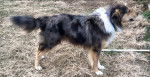 Photo Old Time Scotch Collie