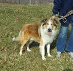 Photo Old Time Scotch Collie