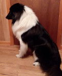 Photo Old Time Scotch Collie