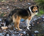 Photo Old Time Scotch Collie