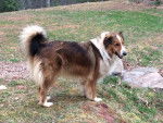 Photo Old Time Scotch Collie