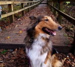 Photo Old Time Scotch Collie