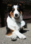 Photo Old Time Scotch Collie