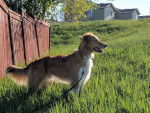 Photo Old Time Scotch Collie