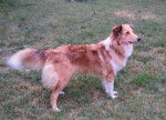 Photo Old Time Scotch Collie