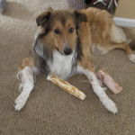 Photo Old Time Scotch Collie