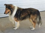 Photo Old Time Scotch Collie