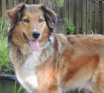 Photo Old Time Scotch Collie