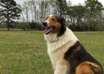 Photo Old Time Scotch Collie