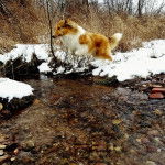 Photo Old Time Scotch Collie